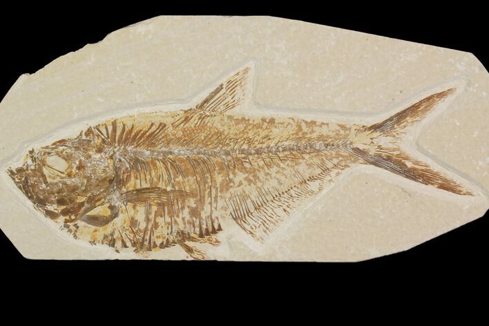 Detailed, Diplomystus Fossil Fish - Wyoming #92902